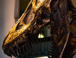 dinosaur-3969056_1920